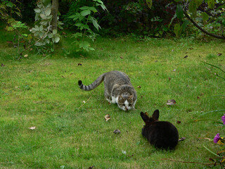 cat meets dwarf rabbit in the garden. stress situation for pets.