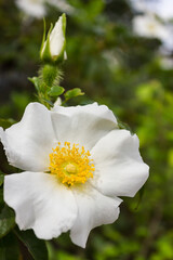 Cherokee Rose the state flower of Georgia USA.