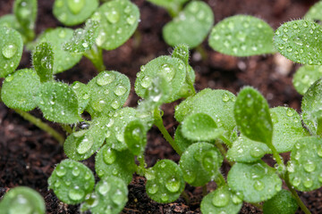 Small sprouts of plants