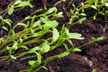 Small sprouts of plants
