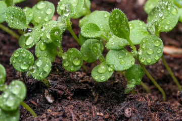 Small sprouts of plants