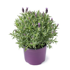 Topped lavender plant growing in spring time isolated on white background