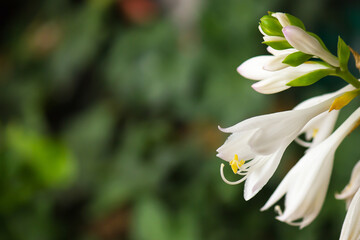 White flowers and buds of a hosta plant. Sometimes called a plantain lily. These plants prefer...