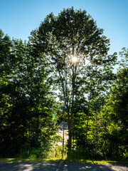 trees in the park