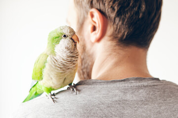 Naklejka premium Close up of cute domesticated green color parrot sitting on owners sholders, white background, natural light lifestyle photo