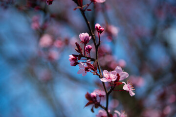 Branch of sakura with white and rose flowers blossom. Cherry tree with flowers blooming, beautiful spring nature background