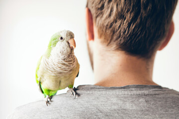 Parrot is sitting on mans shoulders and looking directly at camera. Domesticated birds concept. Copy space area. Natural light photo.