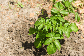 Red potato plant growing in a home garden in early spring