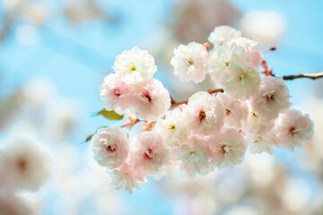 Branch of sakura with white and rose flowers blossom. Cherry tree with flowers blooming, beautiful spring nature background