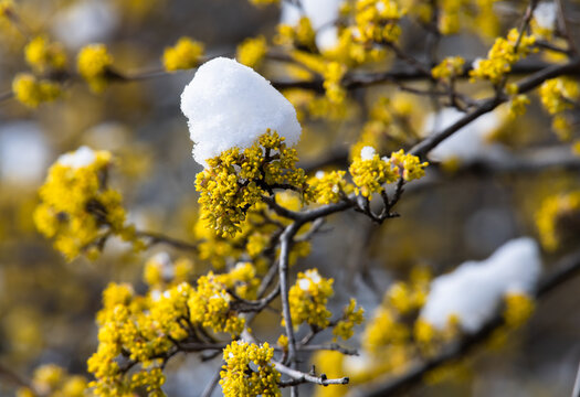 Dirndlstrauch, Kornelkirsche, Cornus mas, Bl&uuml;te mit Schnee	