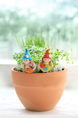 Cute little gnomes in pot with micro-greens. spring season. home gardening concept.