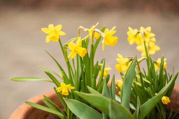 Gelbe Narzisse / Osterglocke / Osterglöckchen im Frühling