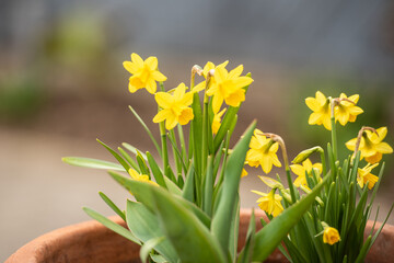 Gelbe Narzisse / Osterglocke / Osterglöckchen im Frühling