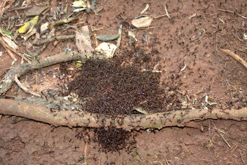 a colony of siafu ants