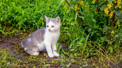 Naklejka na ściany i meble Little kitten in the garden near a bush of yellow currants