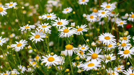 Fototapeta premium White daisies on the meadow, floral summer background