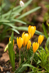 Gelb blühende Krokusse im Frühling