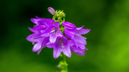 Purple bellflowers in the forest on a dark blurred background, selective focus