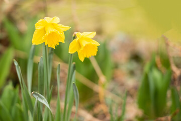 Gelbe Narzisse / Osterglocke / Osterglöckchen im Frühling