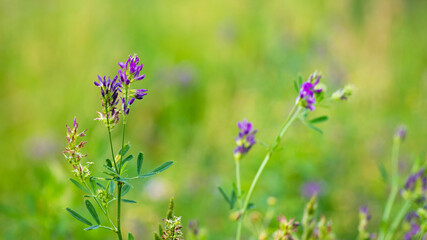 Purple meadow flowers on a blurred background