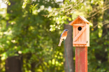 Male Eastern bluebird perched on garden plant stake in front of entrance to birdbox.  Front view of his reddish breast and white belly