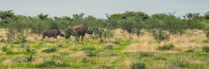 A black female rhino with here baby walking through bushes in Etosha National Park © ggfoto