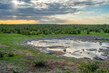 Moringa waterhole Halali camp in Etosha national park at sunset