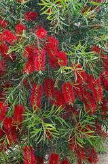 Callistemon Citrinus Crimson Scarlet Bottlebrush Plant