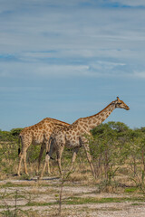 Giraffes passing through grassland at the Etosha National Park, Namibia