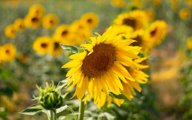 i semi di girasole ottimi per la salute