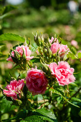 Flowering summer rose in bud