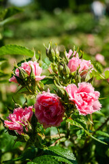 Fototapeta premium Flowering summer rose in bud