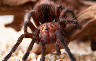 Brown spider