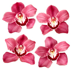 Set of cimvidium orchid on a white background. Isolated
