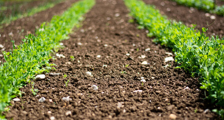 le piantine verdi crescono rigogliose 
