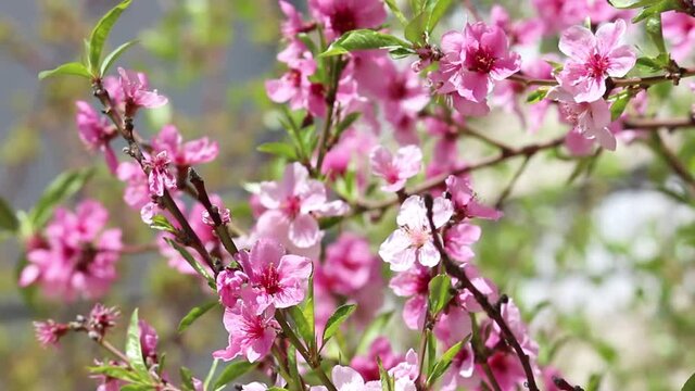Pink sprigs of peach or cherry. Blooming tree in the garden. Spring background.