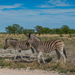 Fototapeta na wymiar Zebra close up at the savanna in Etosha National Park, Namibia