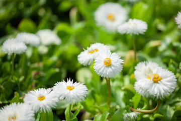 Fototapeta premium A field of daisies-daisies close-up with green juicy grass. Floral background.