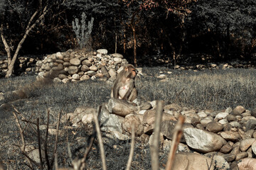 Monkey in the forest