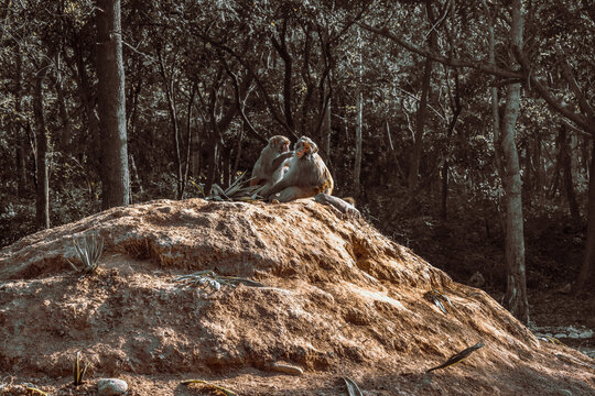 Monkeys in the forest
