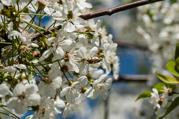 Macro flowering cherry trees