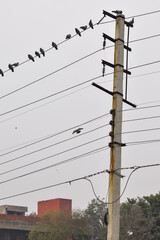 Obraz premium power lines on a pole