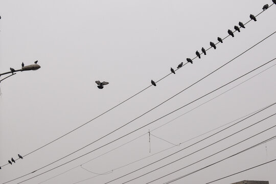flock of birds on wire
