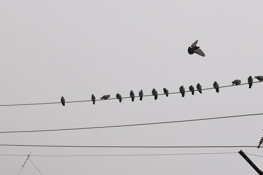 flock of birds