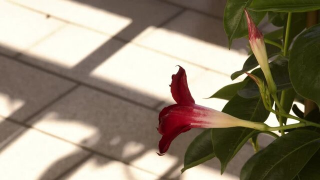 fiore a forma di campanella 