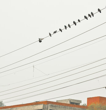 birds on wires