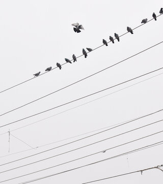 birds on wires
