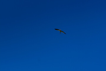 Stork soaring in the blue sky with white clouds