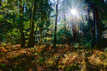 Light beam through the trees in the forest with lens flare.