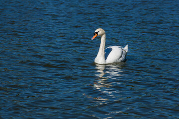 Beautiful swan floats on the lake